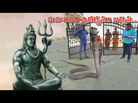 మహాశివరాత్రి  దర్శనం ఇచ్చిన..#Indian #spectacled venomous cobra snake Rescue..7396969617