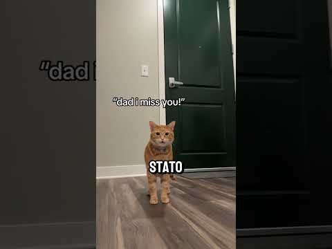NON LASCIARE MAI IL TUO GATTO DA SOLO A CASA 😱😳‼️ #shorts