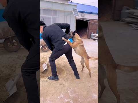 Dog saves 30 | Viral Gadgets, Smart Appliances, Kitchen Utensils/ Home Inventions #shorts #dog