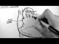 Coronary Arteries and Their Functions