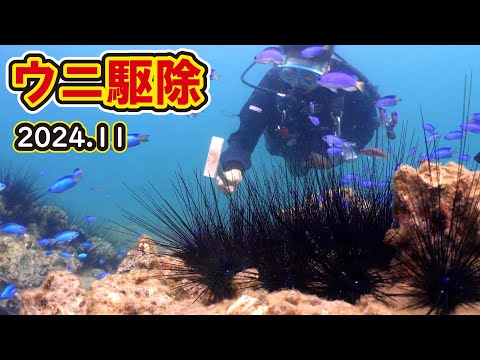 【ウニ駆除】ウニ好きの魚とひたすらウニ駆除【2024年11月】