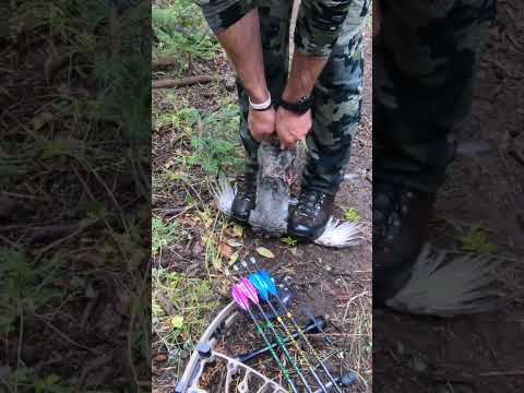 How to clean a grouse! #shorts #hunting #colorado #howto