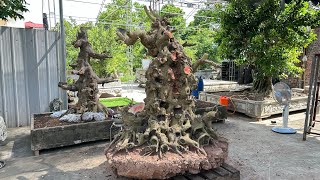 Hàng này đầu tư cho tương lai được không cả nhà