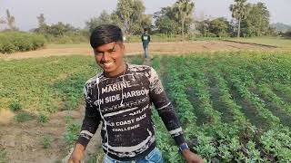Aloo ki fasal Kese Hoti hai || Allo Fasal Vlog || Village vlog