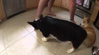 Corgi Play! March 1UP Box + 1 Million Subscribers Golden Play Button!