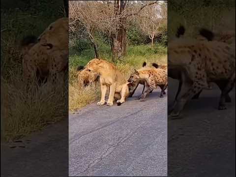 When a Group of Hyenas Tried to Attack a Lonely Lioness || #lion #hyena #wildlife #attack #shorts