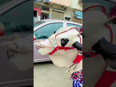 MashaAllah #viral #cow #shorts #rizk087