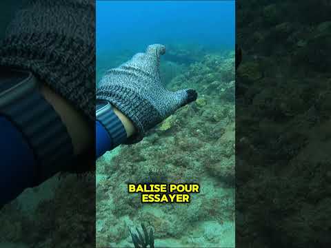 Le bruit du baliste  #chassesousmarine #fishing #shortswithzita #animaux #plage #ocean #poisson