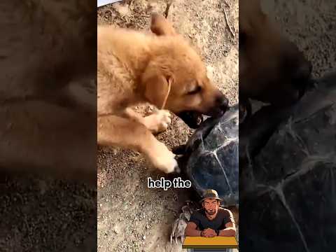 Genius way dog used to loosen the grip of snapping turtle 🐢!