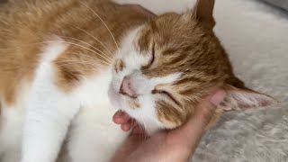 イタズラで主の気を引く猫。