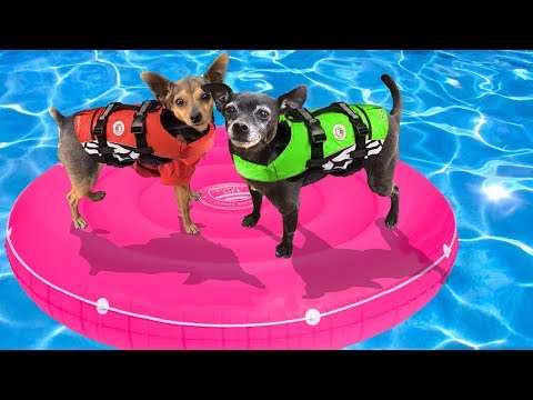 Last Dog to Leave Giant Floaty wins $10,000 (Mr Beast Challenge)