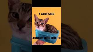 Chernobyl - Isaac & The Newton´s (Version memes de gatos) #Shorts