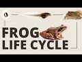 Frog Life Cycle and Behavior
