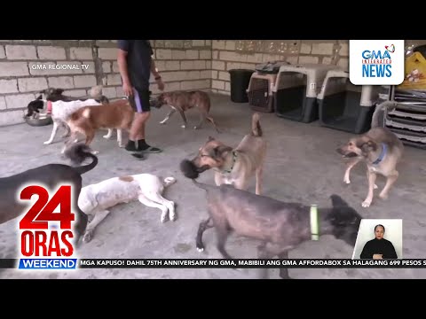 12 rescued dogs mula sa Kuwait, isinama ng mga OFW pauwi sa Pilipinas 