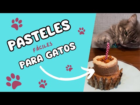 Cómo hacer pasteles fáciles para michis + las historias de adopción de Misha y Ceniza 🥹