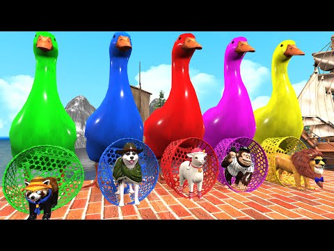 5 Giant Duck Cartoon,Cow,Elephant,Tiger,Lion,Dinosaur,Paint Wild Animals Crossing Fountain Animation