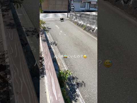 バス停からでてきた艶男さん🚏