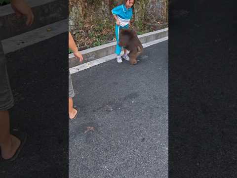 Amboo 🤷 monkey attack 🦍😲