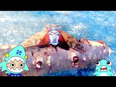 【セミの虫取りアニメ】クマゼミのセミーを探せ！夏の公園で虫を探すサメニンジャー！