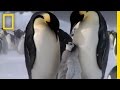 Emperor Penguins: Dedicated Parents