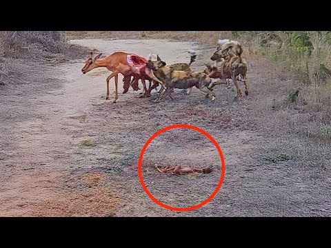 Unborn Impala Watches Mother Get Eaten by Wild Dogs