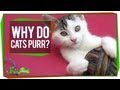 Understanding Cat Purring and Its Benefits