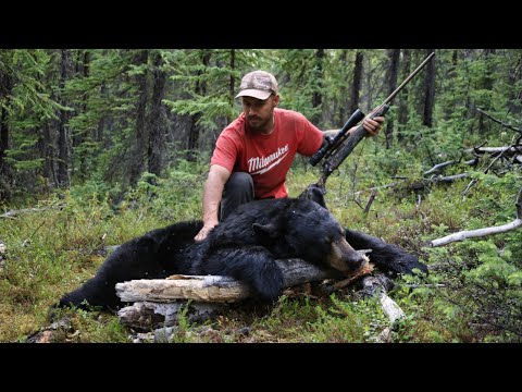 Grizzly & Black Bear Harvest – Bear Baiting in Alaska