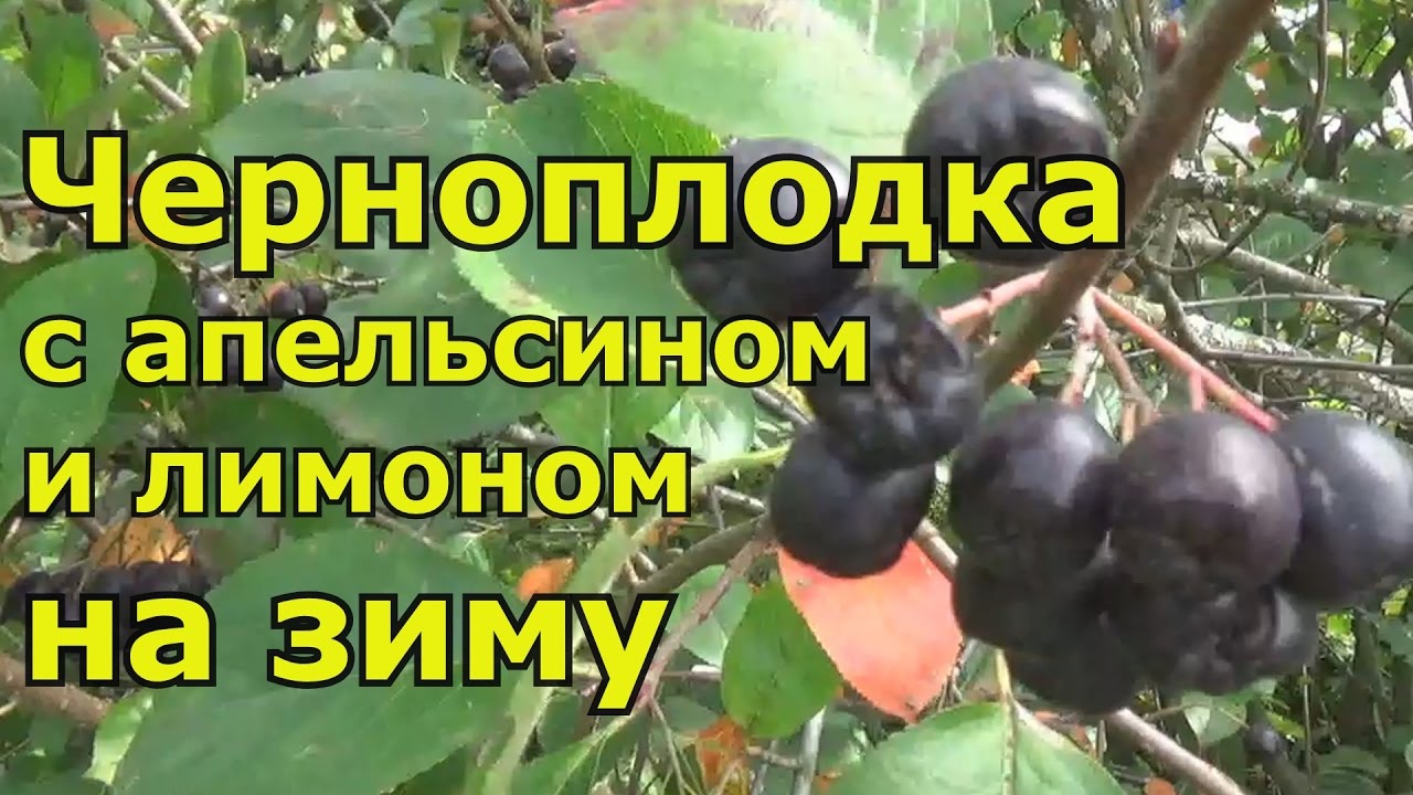 Черноплодка на зиму с апельсином и лимоном. Натуральное лекарство!