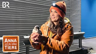 Auf Papageitaucher-Patrouille | Reportage für Kinder | Anna und die wilden Tiere | BR