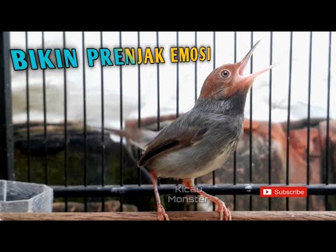 SUARA PRENJAK GACOR MEMANGGIL LAWAN