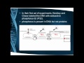 DNA Structure and Function Concepts