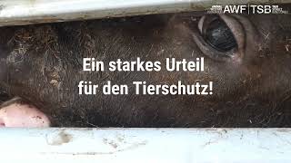 Erfolg für den Tierschutz vor Gericht in Polen