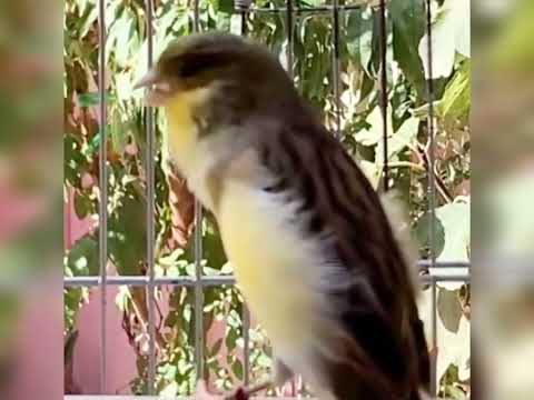 تغريد كناري لتجهيز الأنثى Canário cantando para preparar a fêmea. Il canarino twitta per preparare