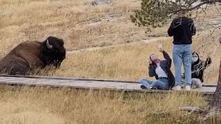 Bison Selfie in Yellowstone! #TouronsOfYellowstone  #Bison  #YellowstoneNationalPark #Yellowstone
