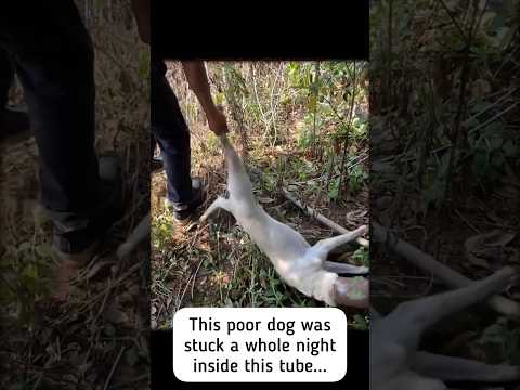Hero of the day ❤️ #wholesome #animal #animalrescue