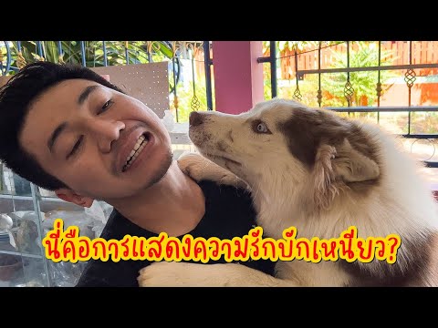 คุณพระ!! ของฝากเชียงใหม่กินแล้วทำให้บ้ากามหรอ! ฮ่าๆ คุณพระ!! ของฝากเชียงใหม่กินแล้วทำให้บ้ากามหรอ! ฮ่าๆ คุณพระ!! ของฝากเชียงใหม่กินแล้วทำให้บ้ากามหรอ! ฮ่าๆ