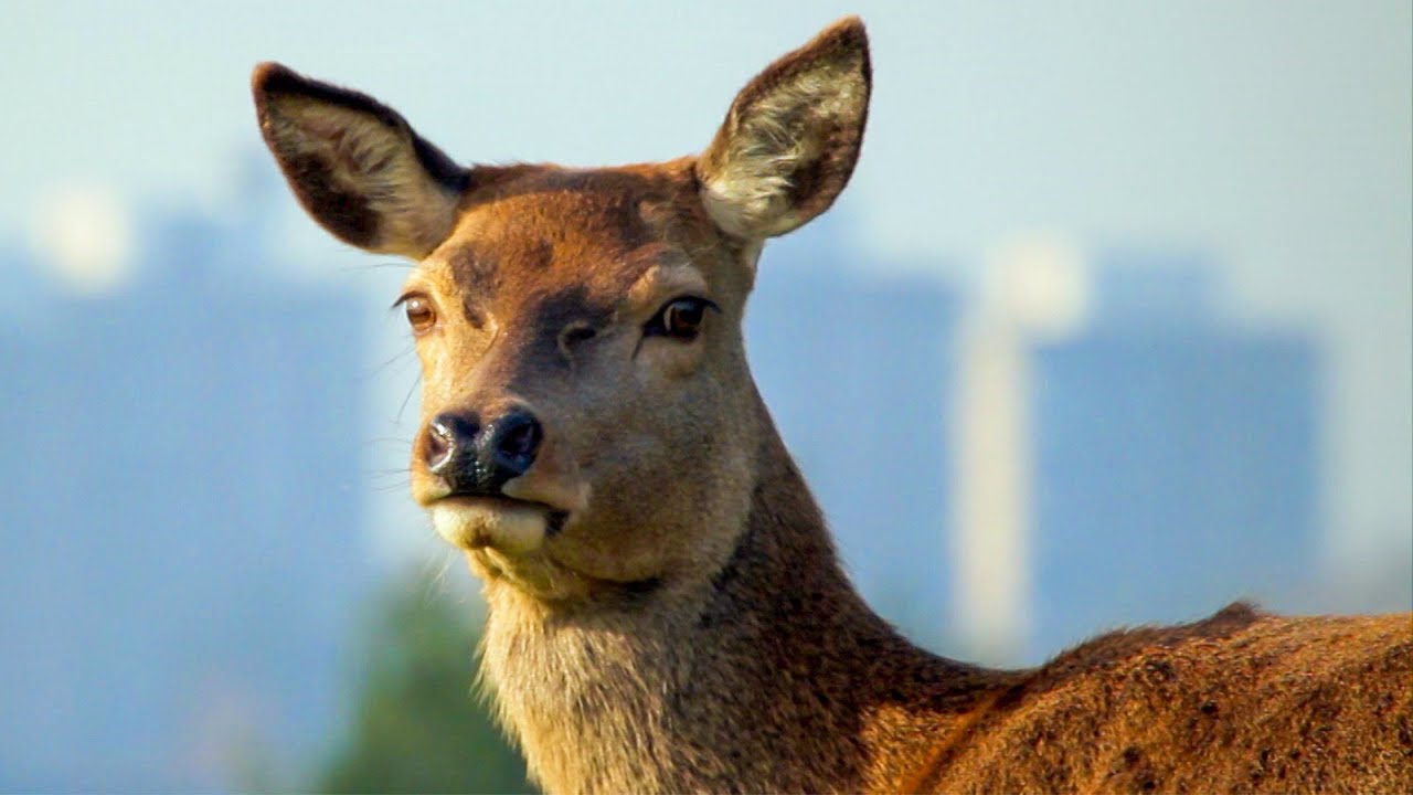 Young Fawn Hastily Tagged by Game Keeper London's Wild Side BBC Earth