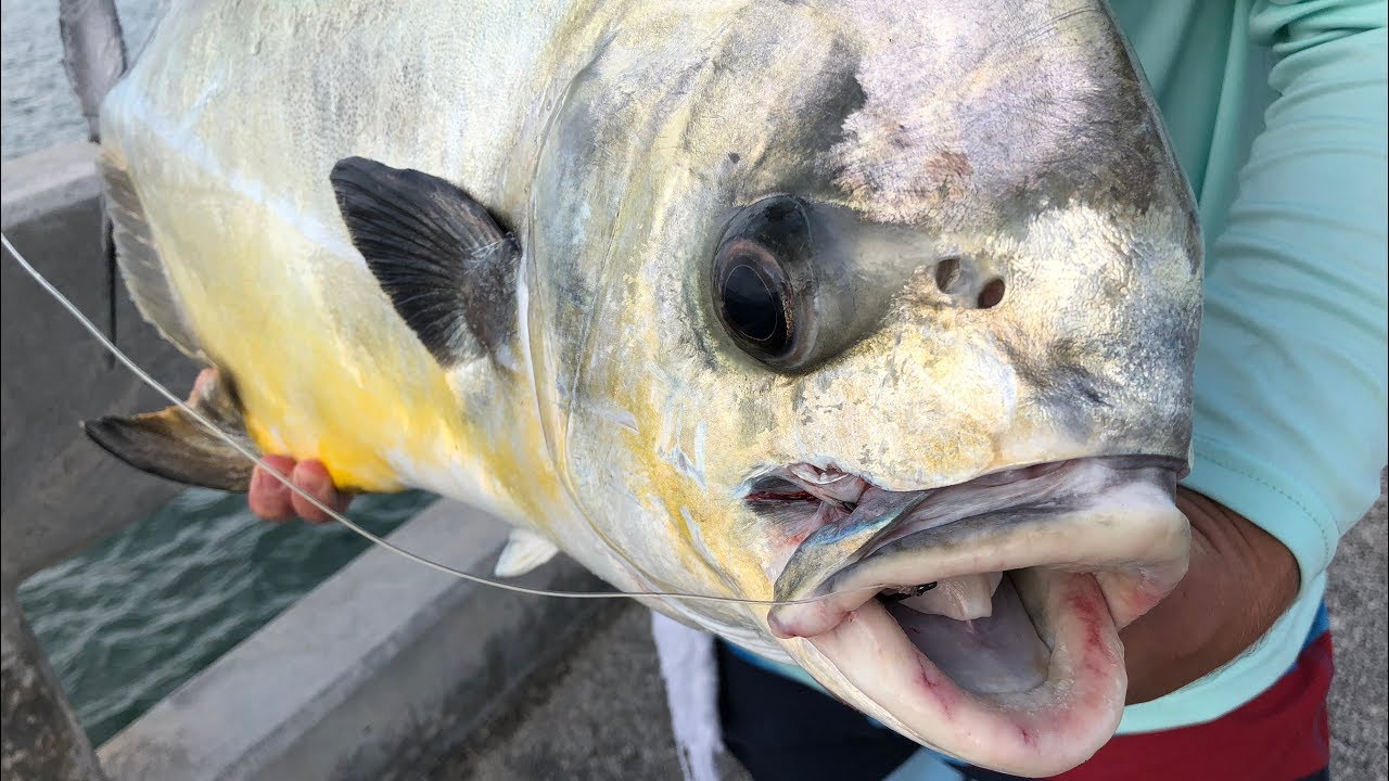 HIGHLY Prized Fish CAPTURED. Catch Clean Cook (Bridge Fishing for Permit)