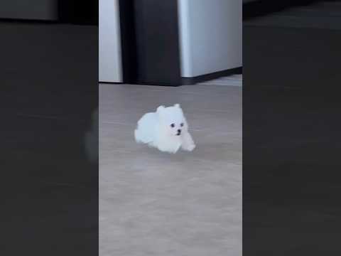 슬릭백? 이렇개이렇개 추면 된다개🐶