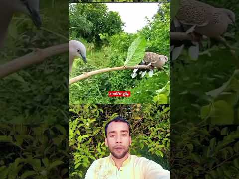 ঘুঘু ধরার বুদ্ধি #duet #funny #comedyvideos #shorts #amazing #animals #comedyshorts #foryou #ad#omg