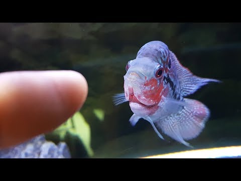New Baby Flowerhorn and What I Feed Him