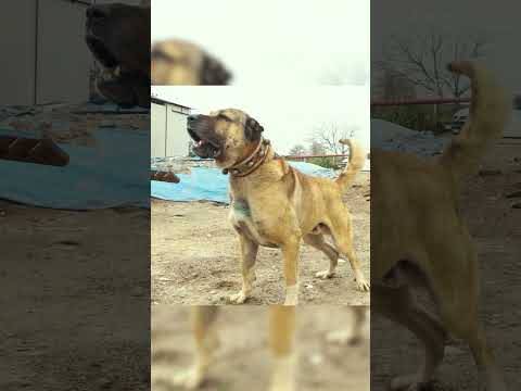 "Barut'u Tutabilene Koç Hediye Edeceğim" #köpek #dog #shorts