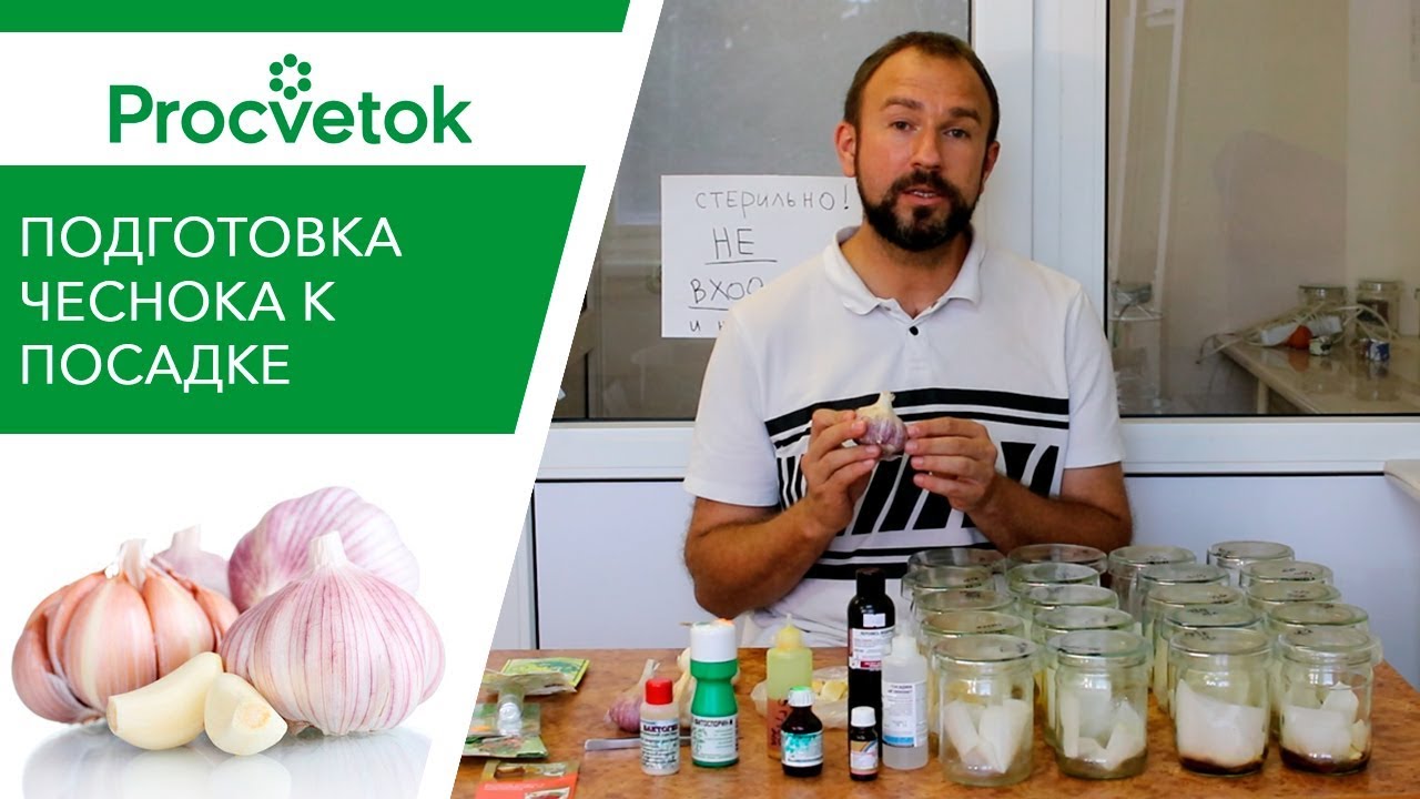 Посадка чеснока осенью (под зиму. Правильная обработка семян чеснока - залог высокого урожая.