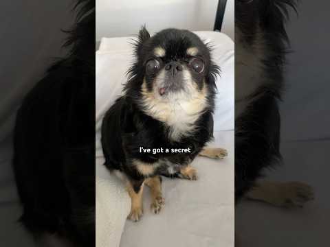 you are 😍#dog#chihuahua#shorts#shortvideo#youtube#youtubeshorts#viral#trending#cutepet#beautiful