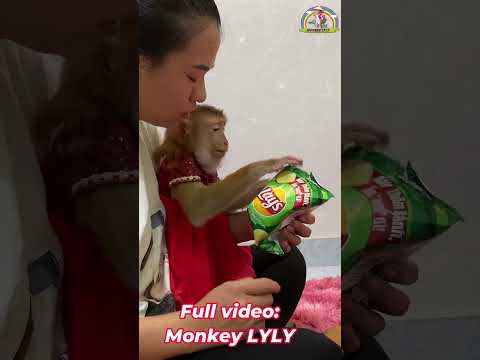 Monkey Lyly learns how to use money #shorts #monkey #youtubeshorts #viralshort #cutefunny