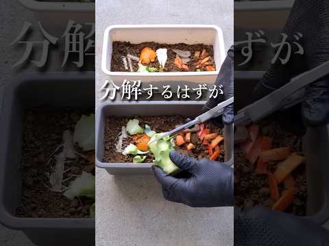 生ゴミから野菜が育ちました