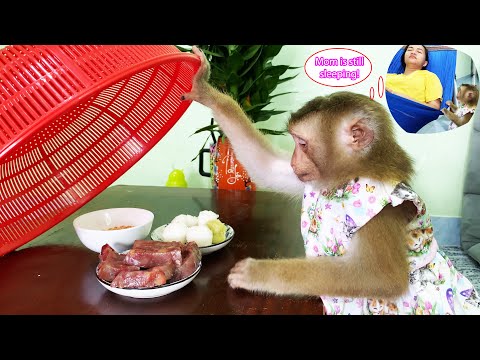 Overcoming temptation! Monkey Lyly patiently waits for her mother to wake up to enjoy food together