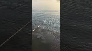Baby alligator on the deadly Dudley soft plastic.
