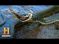 Snake Capture and Identification Challenges