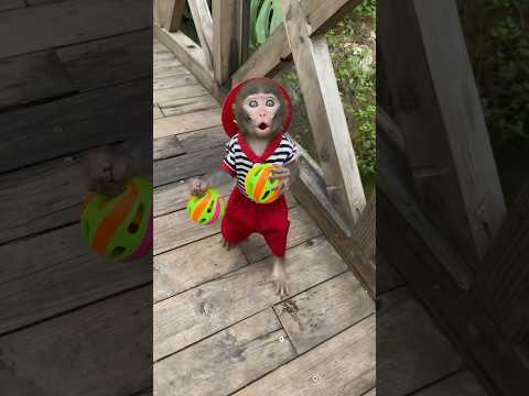 #monkey #viral #babymonkey #trendingshorts #funny #animals #cutebaby #shorts #viralshorts